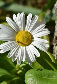 Close-up of white flower