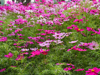 High angle view of pink flowering plants on field