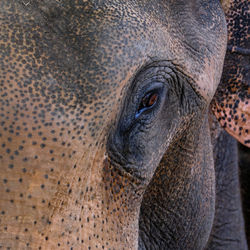 Close-up portrait of elephant