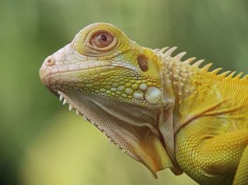 Close-up of a lizard