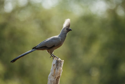 Close-up of bird perching on tree