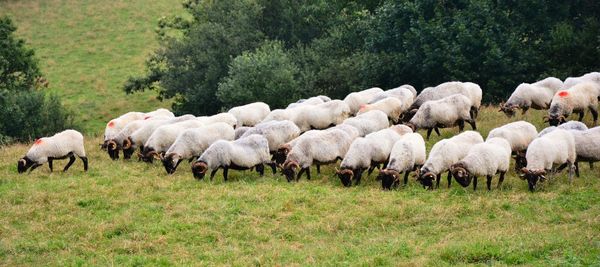 Flock of sheep on field