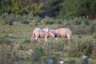 Sheep in a field