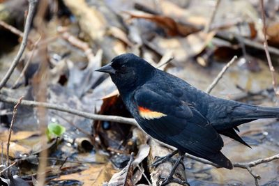 Close-up of bird perching on a land