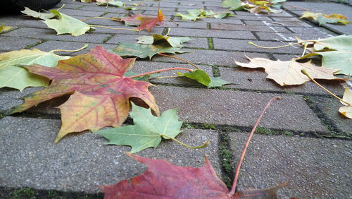 High angle view of maple leaves fallen on leaf