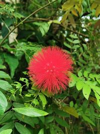 Close-up of red flowering plant