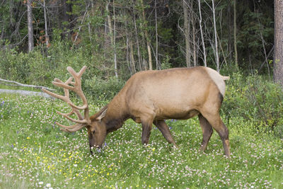 Deer grazing on field in forest