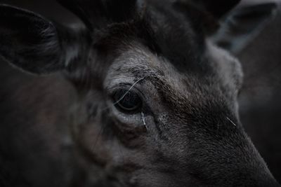 Close-up of black horse