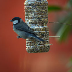Close-up of bird perching on feeder
