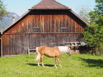 Horse in stable