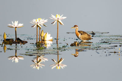 Birds in water against sky