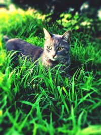 Cat lying on grassy field