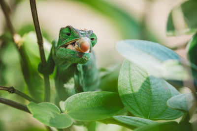 Close-up of lizard