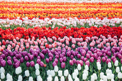 Full frame shot of colorful tulips field