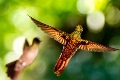 Close-up of bird flying