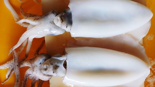 Close-up of ice cream