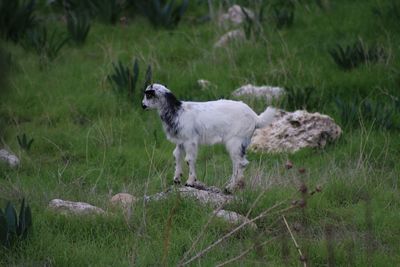 Dog standing on field