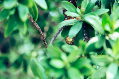 Close-up of insect on plant