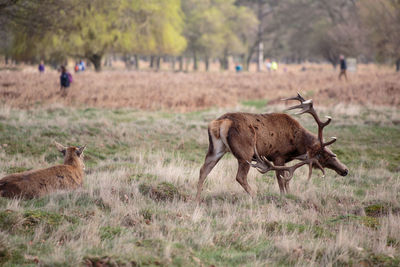 Deer standing on field