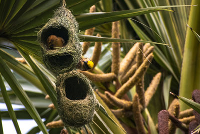 Nests of a baya weaver colony suspended from a palm tree.