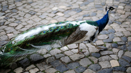 Side view of peacock on stone wall