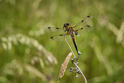 Close-up of insect on plant