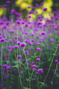 Close-up of purple flowers blooming in field