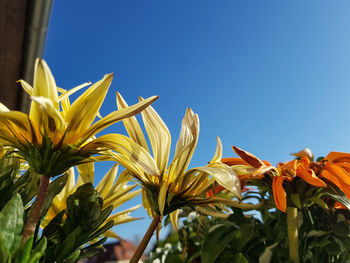 Close-up of yellow flowering plant against clear sky