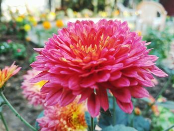 Close-up of flowers blooming outdoors