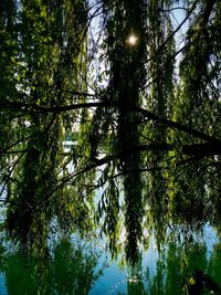 Low angle view of trees