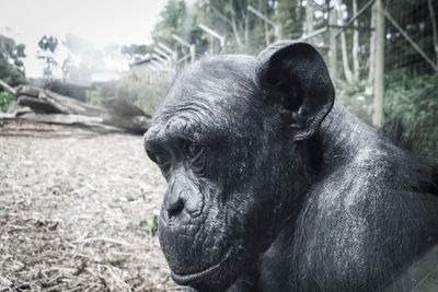 Side view of chimpanzee in forest