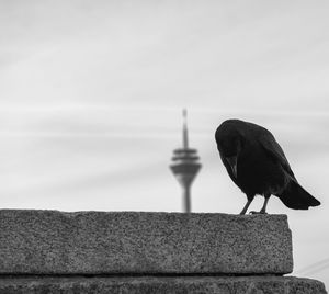 Seagull perching on retaining wall against sky