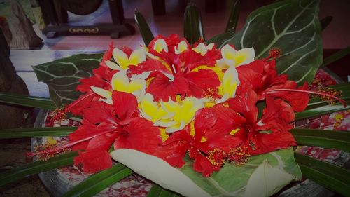 Close-up of multi colored flowers