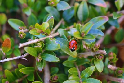 Close-up of ladybug on plant