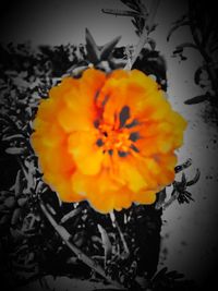 Close-up of yellow flower