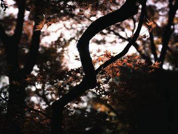 Low angle view of silhouette trees in forest during autumn