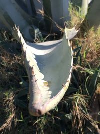 High angle view of crab on field