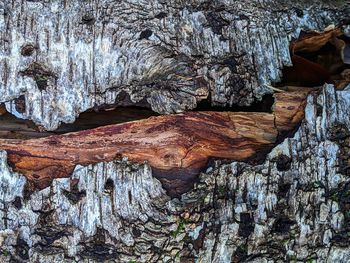 Full frame shot of tree trunk in forest