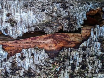 Full frame shot of tree trunk in forest