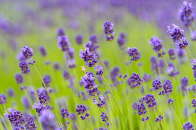 Close-up of purple flowering plants on field