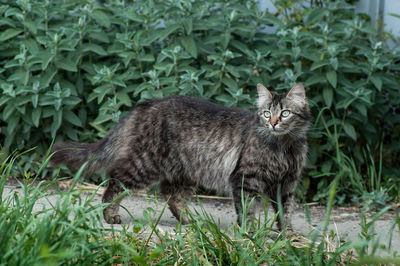 Portrait of a cat on grass