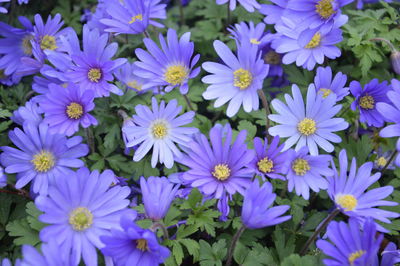 Close-up of purple flowers blooming outdoors