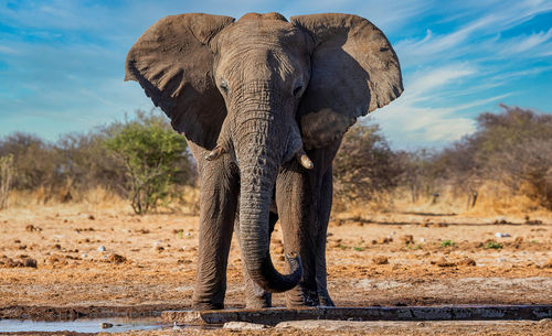 Elephants on field