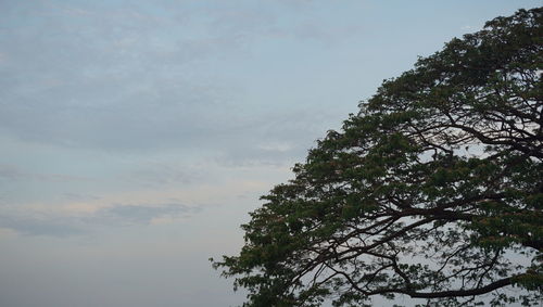 Low angle view of tree against sky