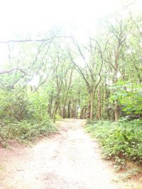 Footpath amidst trees