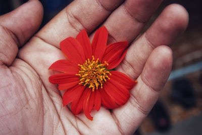 Close-up of hand holding red flower