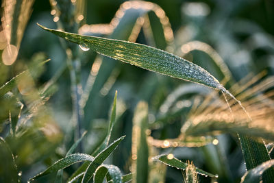 Close-up of wet grass