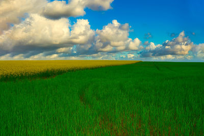 Scenic view of agricultural field against sky