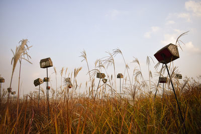 Plants growing on field against sky