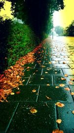 Close-up of autumn leaves fallen on road